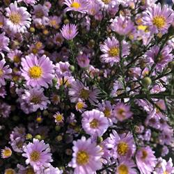 Lillà Fiori ed Eventi, Cantù orari di apertura