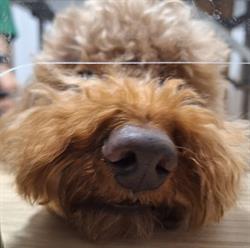 Ambulatorio Veterinario Dott.ssa Alessandra Cervigni, Appignano orari di apertura
