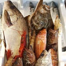 Pescheria Giulia, Anzio orari di apertura