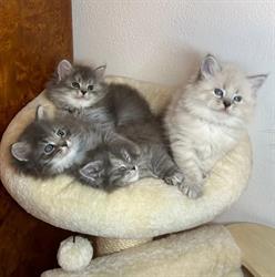 Belukha Siberian Cattery, Foggia orari di apertura