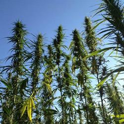 Salute Sativa, Asti orari di apertura