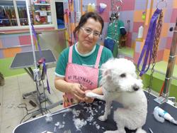 Dog's la toeletta di Nicoletta, Ciampino orari di apertura