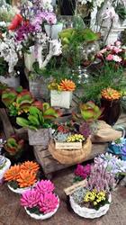 Garden Center, Limbiate orari di apertura