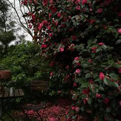 Reina Arboretum, Medolago orari di apertura