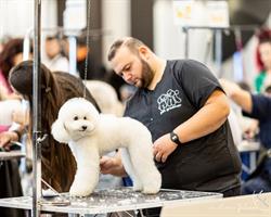 I cuccioli vanitosi toelettatura-beauty spa, Foggia orari di apertura
