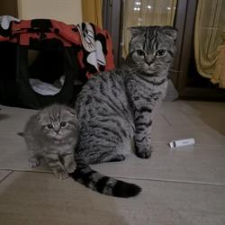 Ambulatorio Mi Fido di Te, Arzano orari di apertura