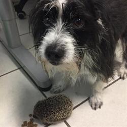 Ambulatorio Veterinario Quiesa, Massarosa orari di apertura