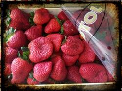 Sicilfrutta, Patti orari di apertura