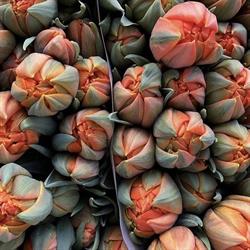 Holland Flowers s.a.s, Cerro Maggiore orari di apertura