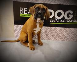 Beauty Dog di Marcucci Elisabeth, Castellalto orari di apertura