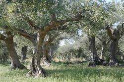 Azienda Agricola Lucido, Sambuca di Sicilia orari di apertura