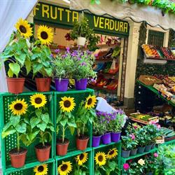 IL Fruttolo, Venezia orari di apertura