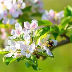 La Frutteria di De Petri Nicola, Forcola orari di apertura