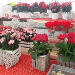 I fiori del campo, Sommacampagna orari di apertura