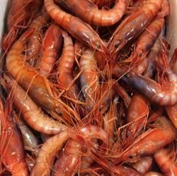 Arifish di Ariosto Antonio, Cesenatico orari di apertura