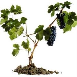 Fondo Bozzole Lambrusco, Poggio Rusco orari di apertura