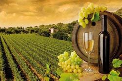 Il Vitigno - Accessori per vigneti, Marcheno orari di apertura
