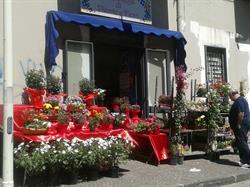 La Bottega di Piante e Fiori di De Simone Giovanni, Frattamaggiore orari di apertura