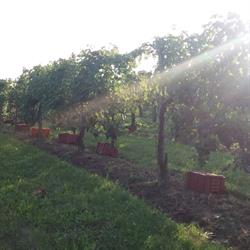 Azienda Agricola Villanova Cantina, Pramaggiore orari di apertura