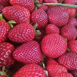 Frutta & Sfizi di Billitteri Rosario, Palermo orari di apertura