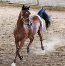 Endurance Marche, Ancona orari di apertura
