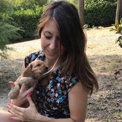 Allevamento Cocker Spaniel Inglese e shih tzu - Federicacocker TO - Piemonte, Brusasco orari di apertura