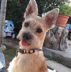 Dolce & Cagnara toeletta cani/gatti, Lecce orari di apertura