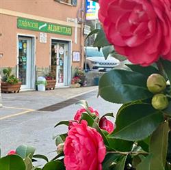 Alimentari Tabacchi Altamura, Sant'Olcese orari di apertura