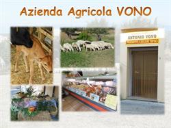 Azienda Agricola Vono Antonio - PRODOTTI CASEARI TIPICI - Punto Vendita, Stalettì orari di apertura