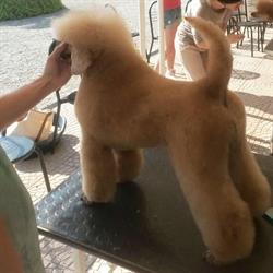 Le Terme Di Fido Di Meggiorini Chety, Cocquio-Trevisago orari di apertura