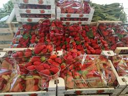 I sapori della terra, Ciriè orari di apertura