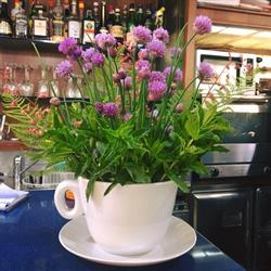 Bar Cit Caffè del Centro, Ivrea orari di apertura