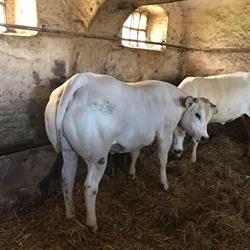 Macelleria Coter Sas di Coter Alessio & C., Gandino orari di apertura