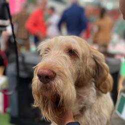 Ambulatorio veterinario “amici di Zeno” di Simona tripodina, Palmi orari di apertura