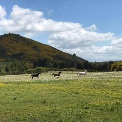 Fondi Stables, Rocca Priora orari di apertura