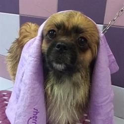 Toelettiamo Centro Estetico per Cani & Gatti, Cosenza orari di apertura