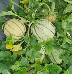 Azienda Agricola Tovo Massimo, Mardimago orari di apertura