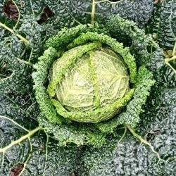 Piccola Terra Bio, Pojana Maggiore orari di apertura