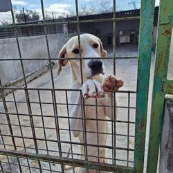 Rifugio San Rocco - Lega del Cane Valenzano, orari di apertura