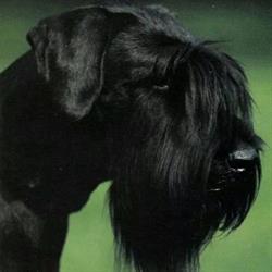 Allevamento Vlinker - Riesenschnauzer Neri, Terranuova Bracciolini orari di apertura