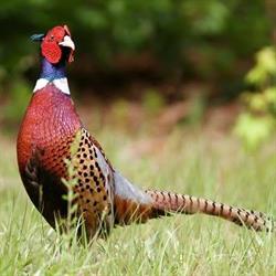 AgriSelva Fiscaglia, Massa Fiscaglia - Orari di apertura