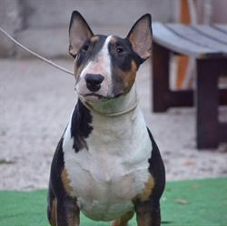 Allevamento Bull Terrier Bullistorgame di Fabio Agosta, Ragusa orari di apertura