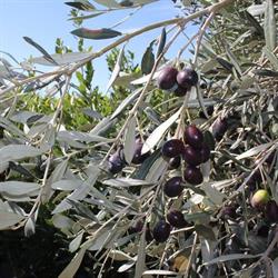 Vivai Piante Tonino Mangiapane, Lamezia Terme orari di apertura