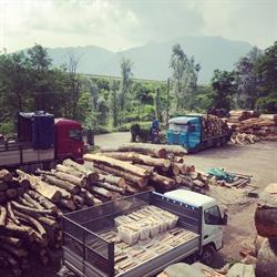 PGM Legno Tronchi Legna da Ardere, Gravellona Toce orari di apertura