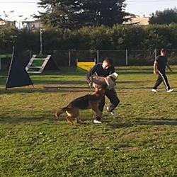 Dog Paradise Centro Educazione Cinofila, Acerra orari di apertura