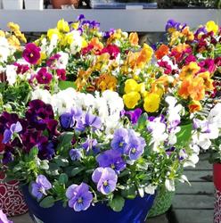 Floricoltura Pisoni, Legnano orari di apertura