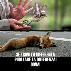 Sos Fauna, Calimera orari di apertura