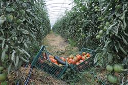 Azienda Agraria Fabrizi Antonello, Deruta orari di apertura
