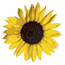 Il Girasole, Acquapendente orari di apertura