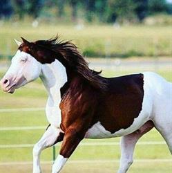 Cia Associazione Cavallo Italo Americano, Agropoli orari di apertura